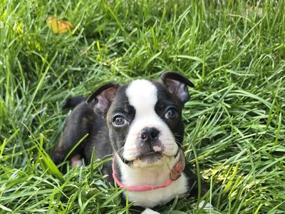 Boston Terrier Female - 8 weeks old