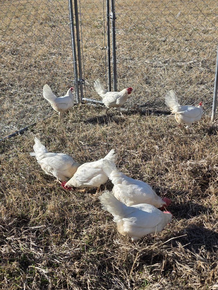Younger Laying Hens