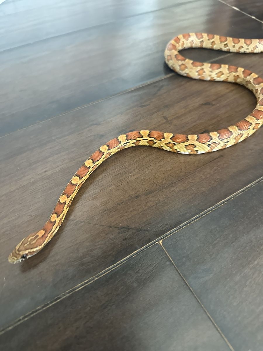Friendly 9 month old Corn Snake for Sale - Well-handled and Healthy