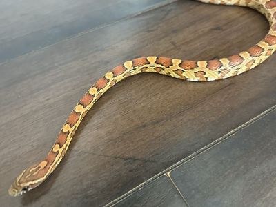 Friendly 9 month old Corn Snake for Sale - Well-handled and Healthy