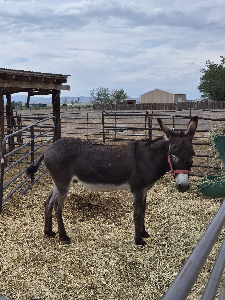 6 year old brown FORMER BLM BURRO.
FOR SALE IN SOUTHERN UTAH