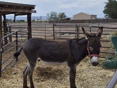 6 year old brown FORMER BLM BURRO.
FOR SALE IN SOUTHERN UTAH