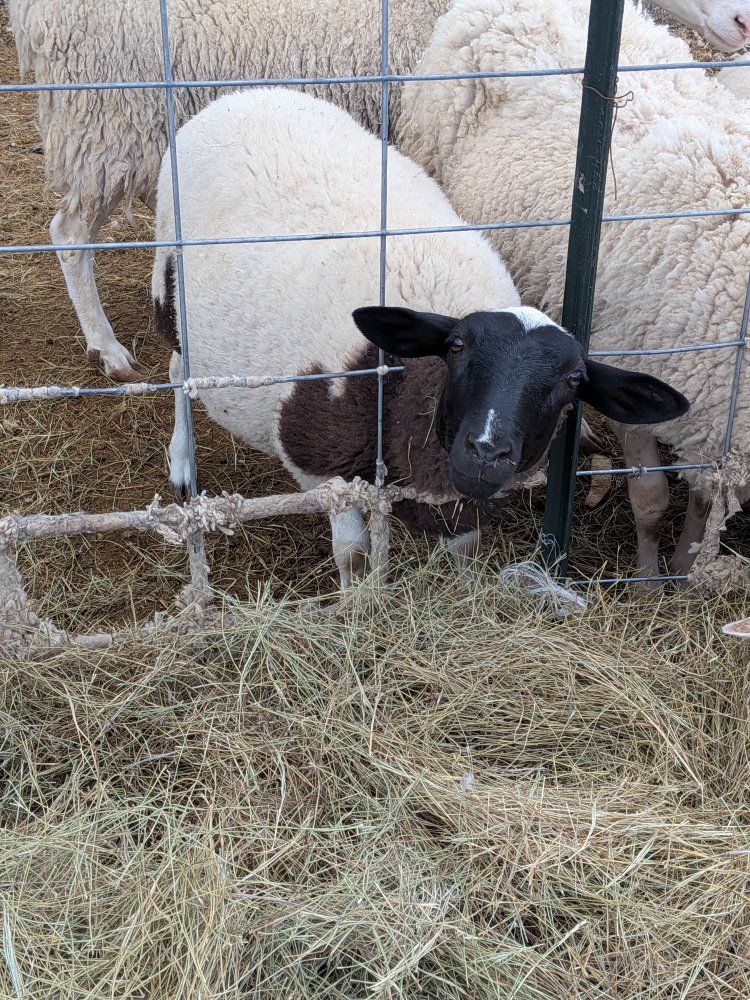 Healthy Livestock Sheep - Black and White Marked Ewes