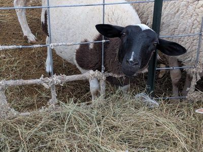 Healthy Livestock Sheep - Black and White Marked Ewes