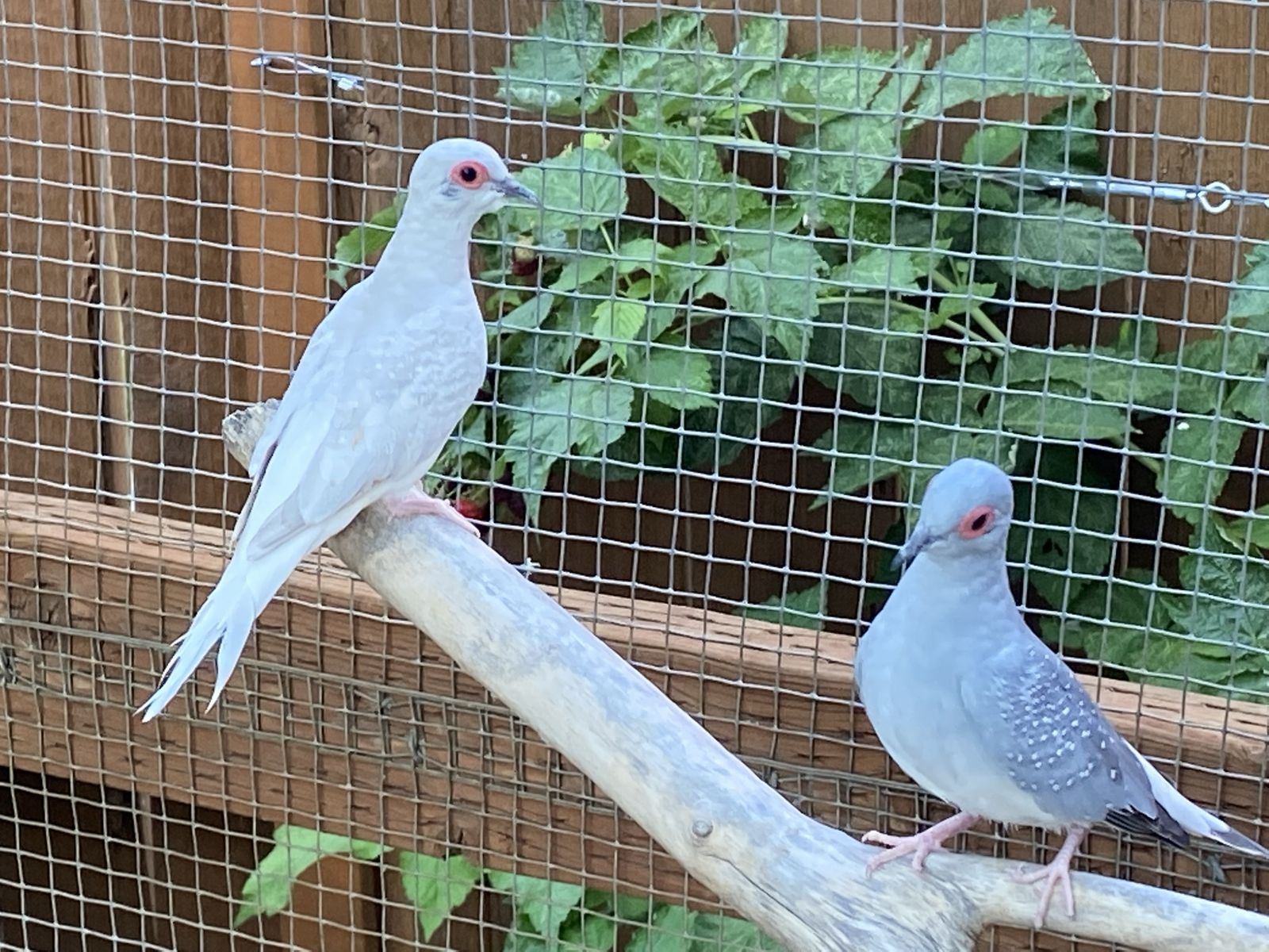 Diamond Doves