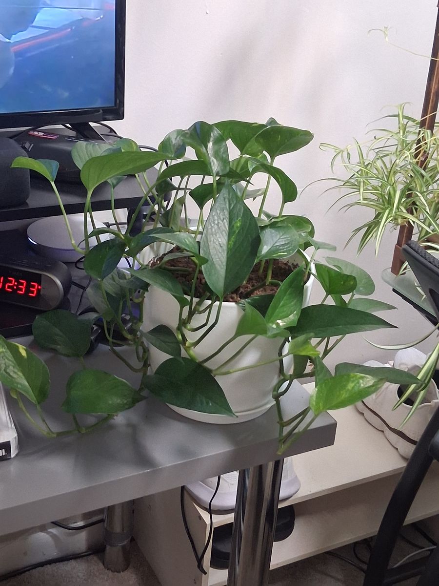 Pothos Plant in White Ceramic Pot - Lush, Easy Care Houseplant