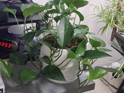 Pothos Plant in White Ceramic Pot - Lush, Easy Care Houseplant