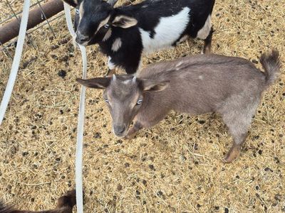 Nigerian Dwarf Goat - Two Young Goats