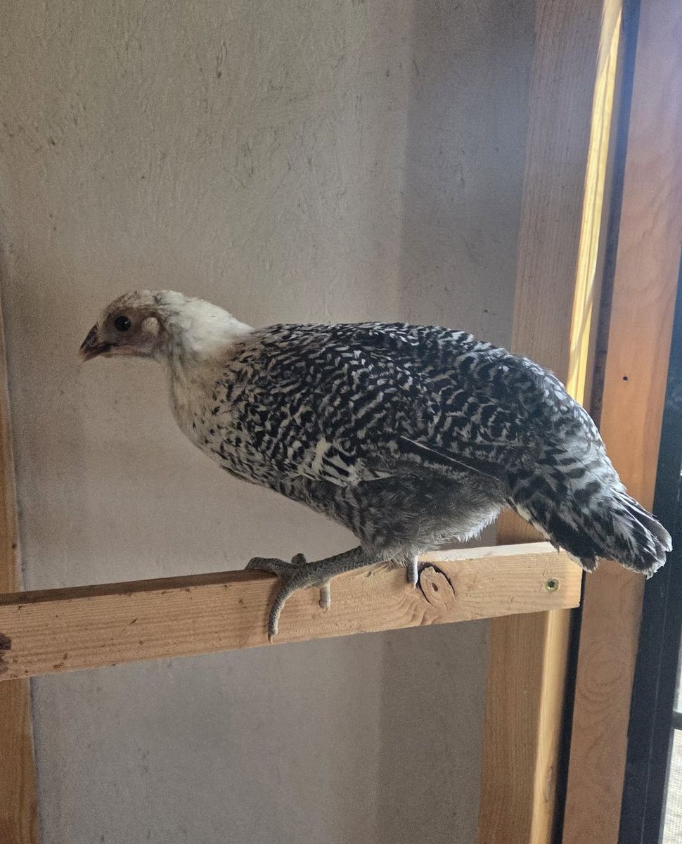 2 Silver Deathlayer Pullets
