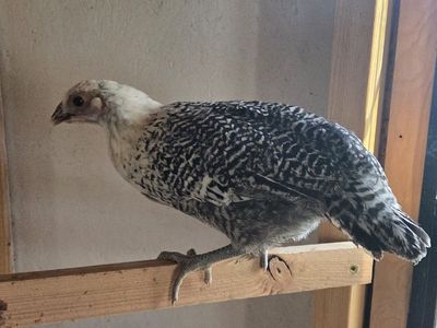 2 Silver Deathlayer Pullets