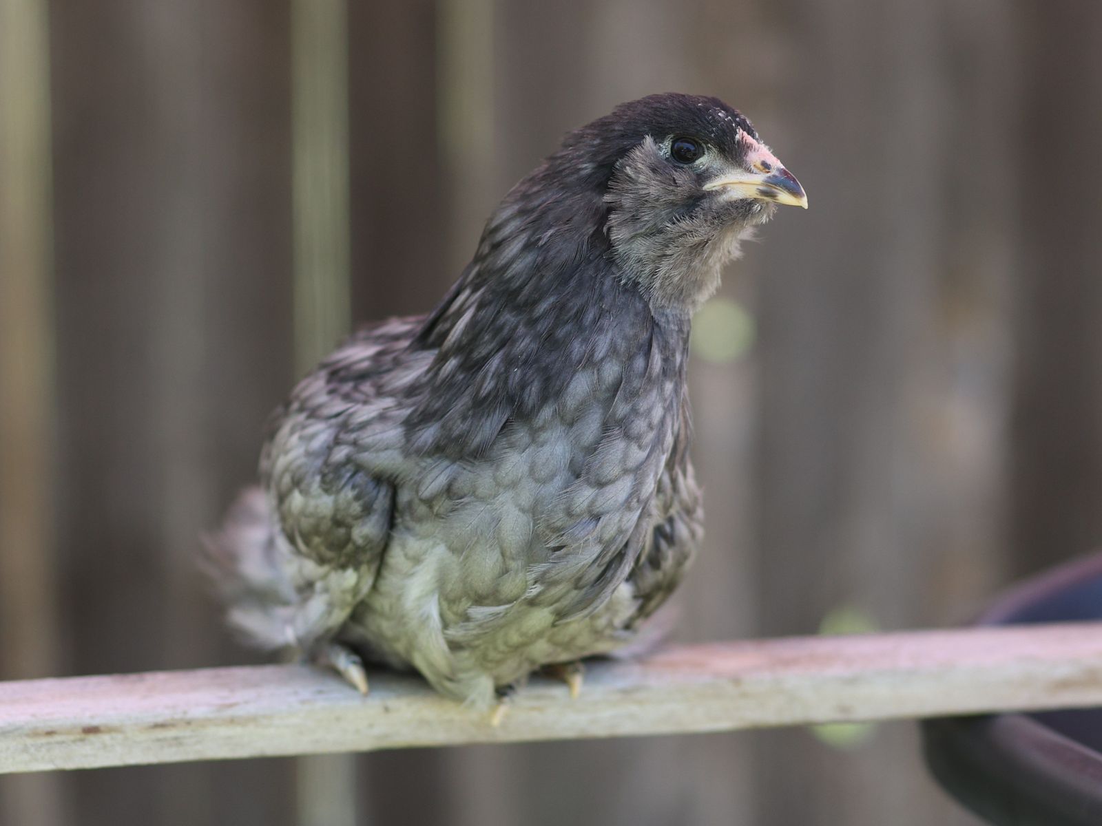 Two olive egger pullet (baby hen-female chicken) green eggs
