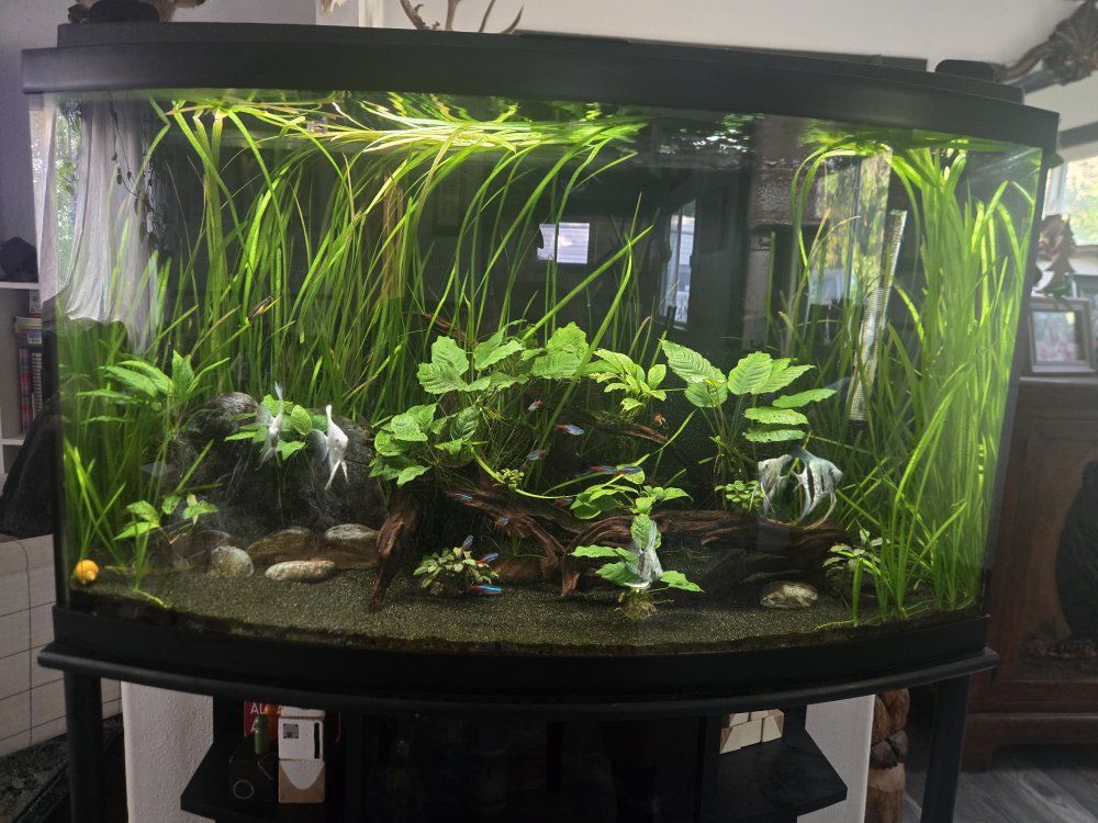 46 gallon bow front, full set up