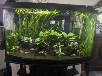 46 gallon bow front, full set up
