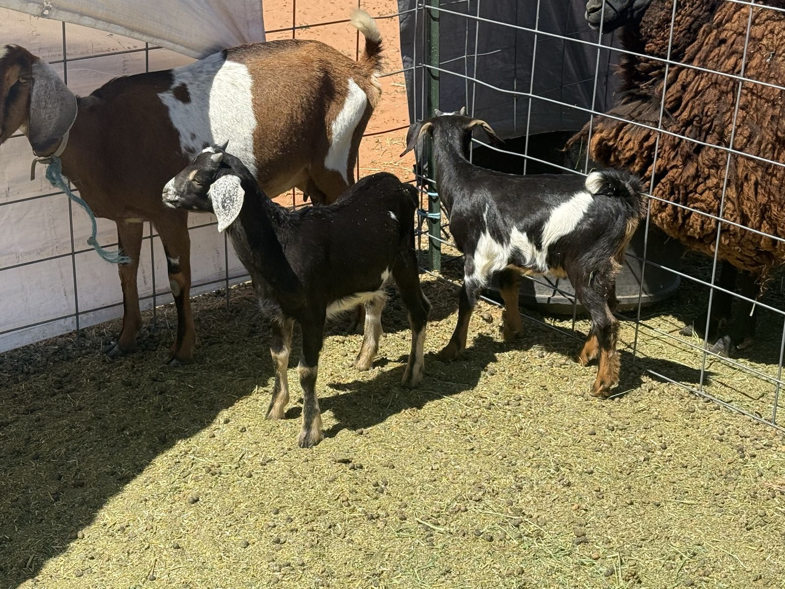 Nubian Goats