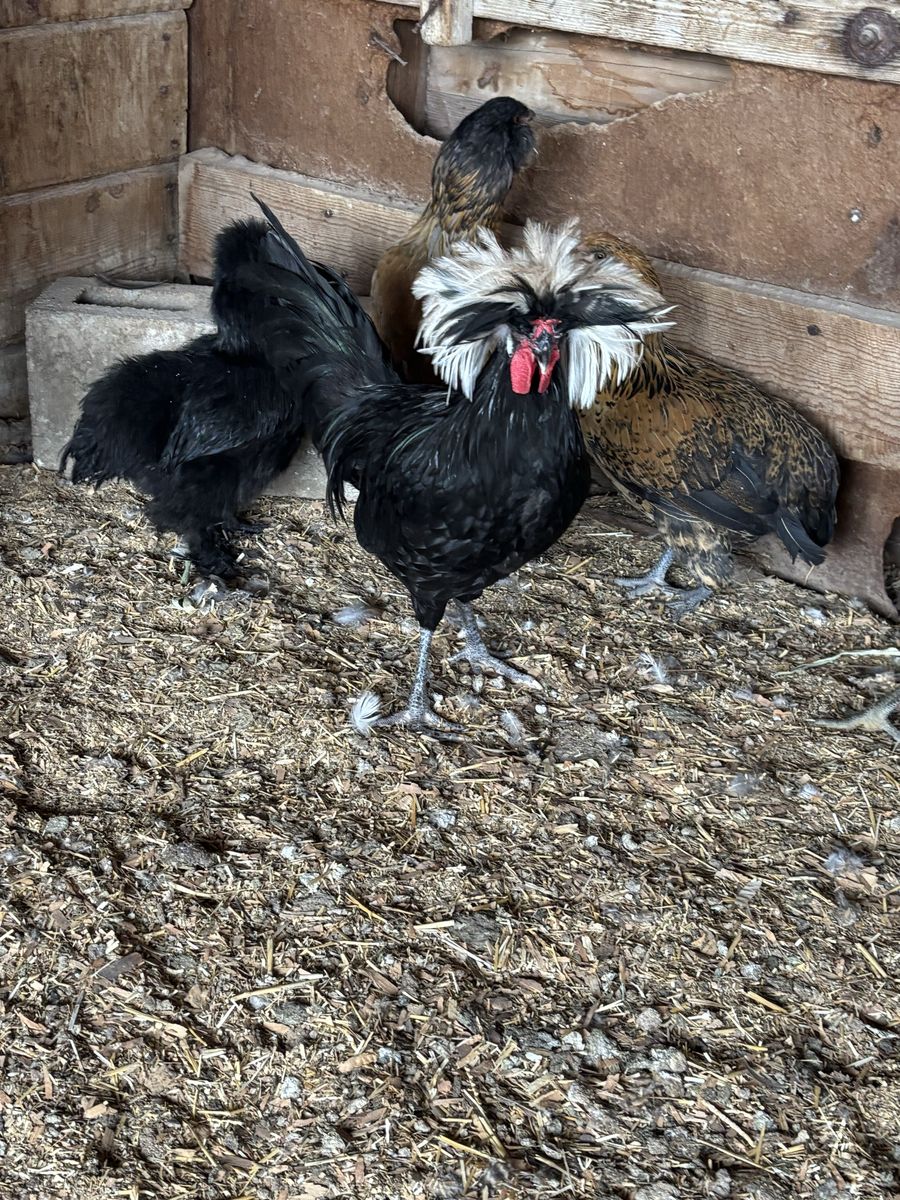 Polish Rooster - Black Frizzle with White Crest - Livestock Poultry - Male