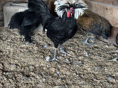 Polish Rooster - Black Frizzle with White Crest - Livestock Poultry - Male