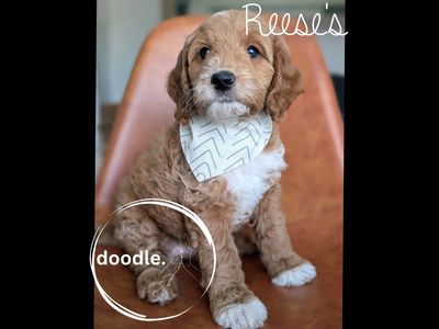 Tuxedo Goldendoodle Boys