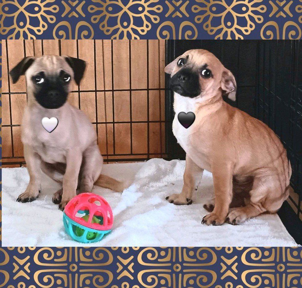 CUTEST Chihuahua/ Pug (Chug) Male Puppies