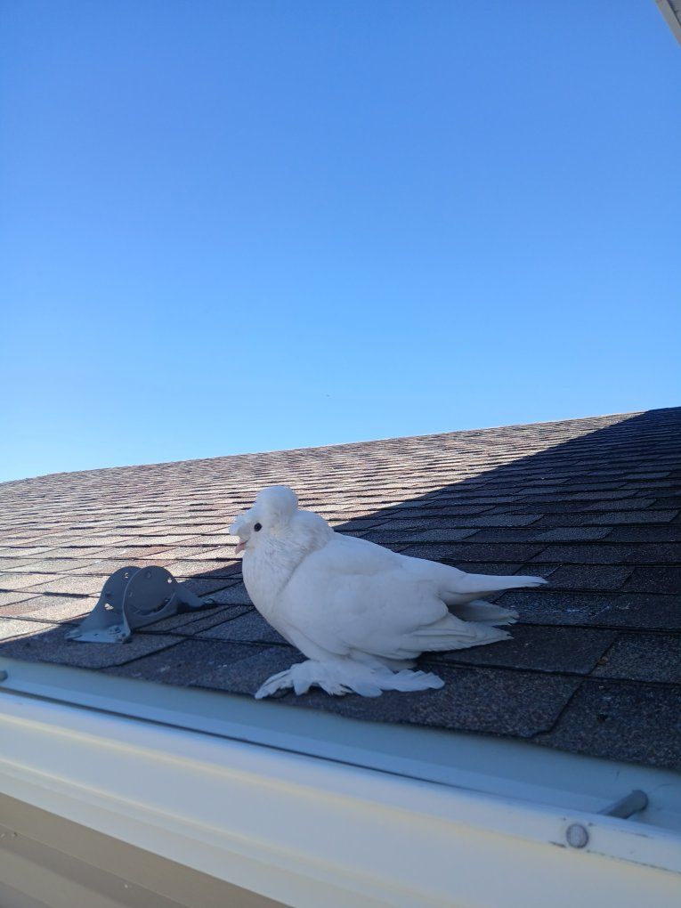 White Fantail Pigeon - Beautiful Pet Bird