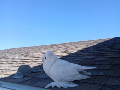 White Fantail Pigeon - Beautiful Pet Bird