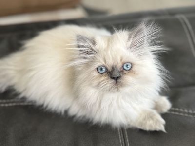 Gorgeous Purebred Persian Kitten