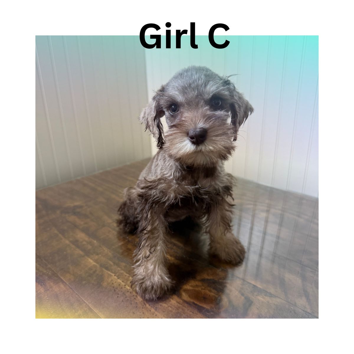 Purebred Miniature Schnauzer Puppies - Male & Females Available