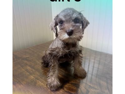 Purebred Miniature Schnauzer Puppies - Male & Females Available