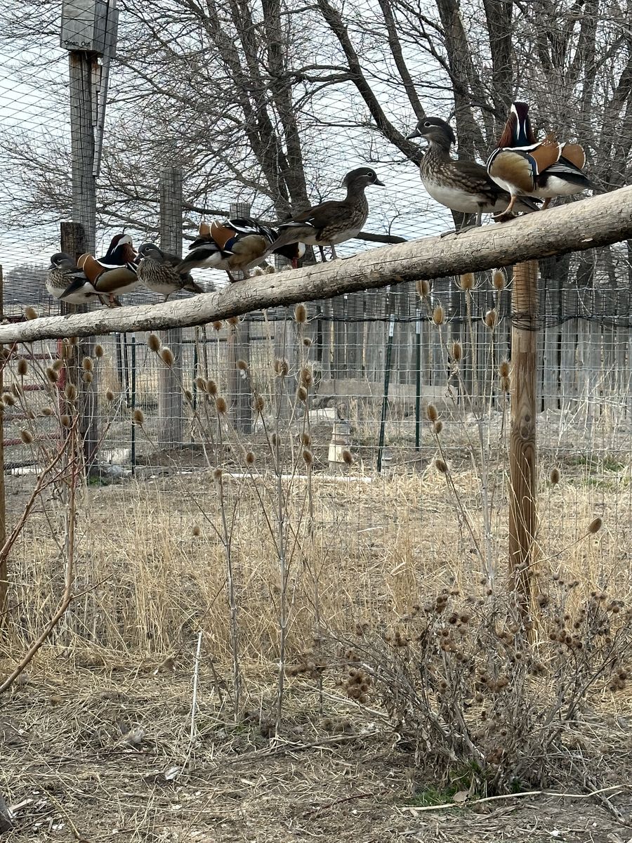 Mandarin Duck Hatching Eggs