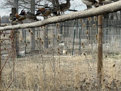 Mandarin Duck Hatching Eggs