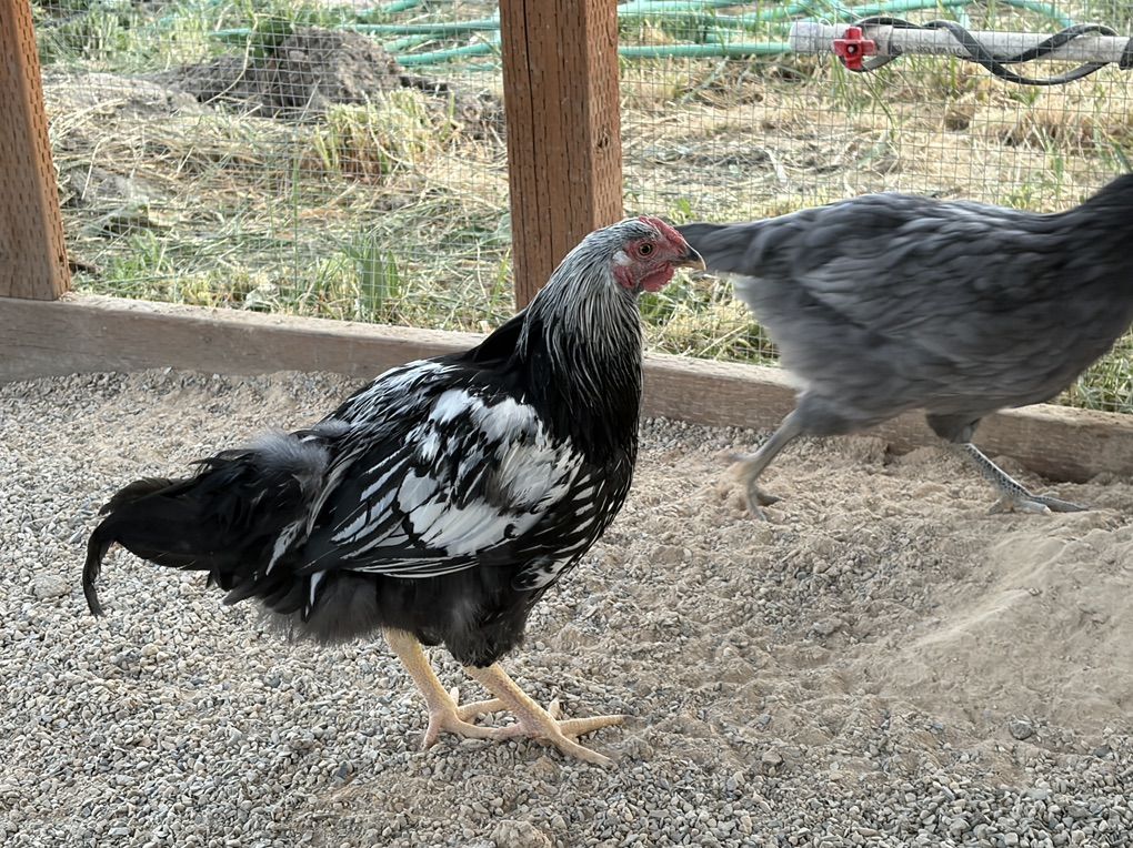 Free Sliver Laced Wyandotte Cockerel