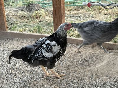 Free Sliver Laced Wyandotte Cockerel