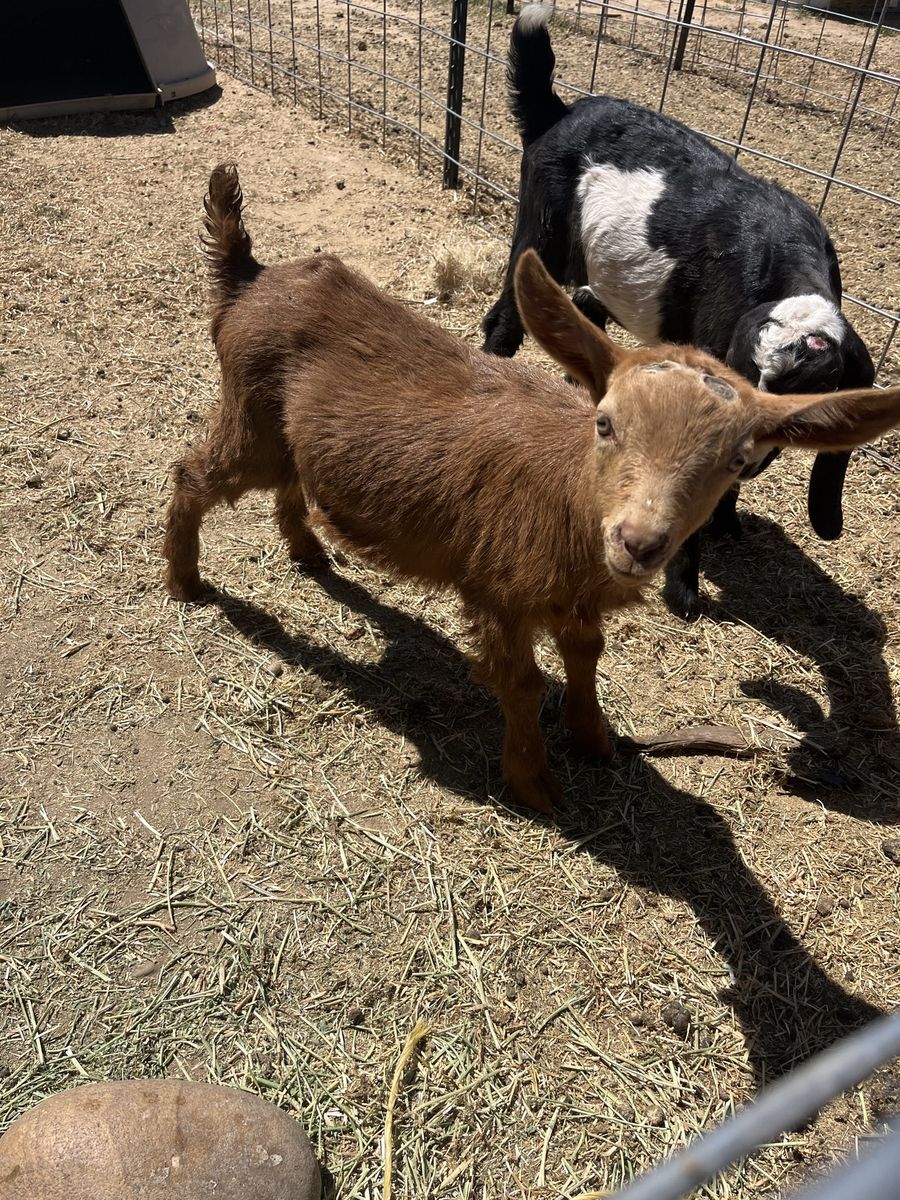Registered Guernsey Buckling