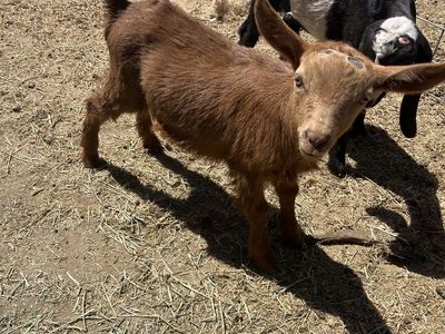 Registered Guernsey Buckling