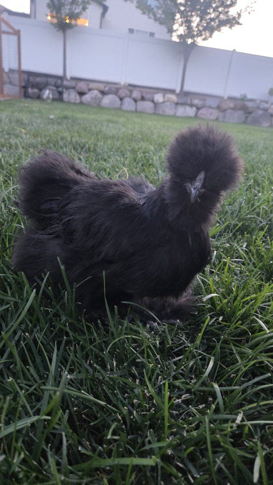 Two Black Silkie Cockrels