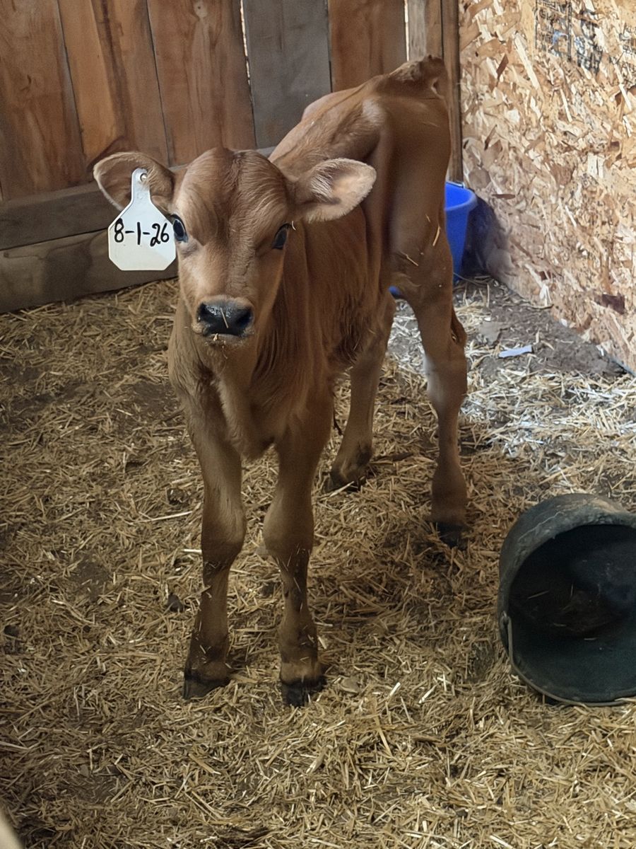 Jersey bottle calves  (Bulls)