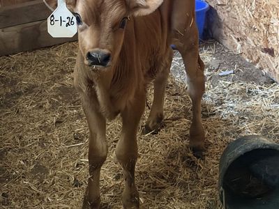 Jersey bottle calves (Bulls)