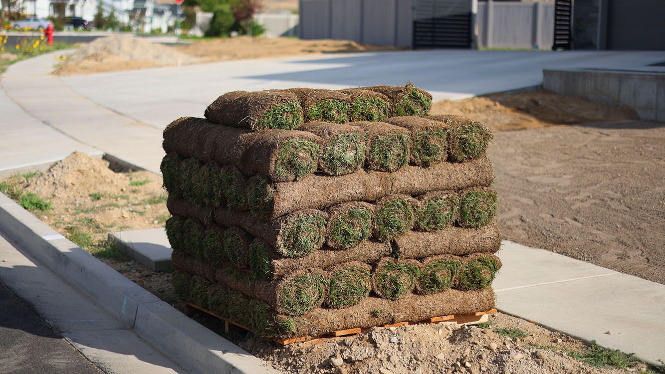 Drought Resistant Kentucky Blue Grass