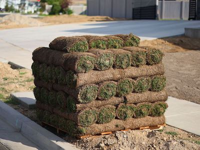 Drought Resistant Kentucky Blue Grass
