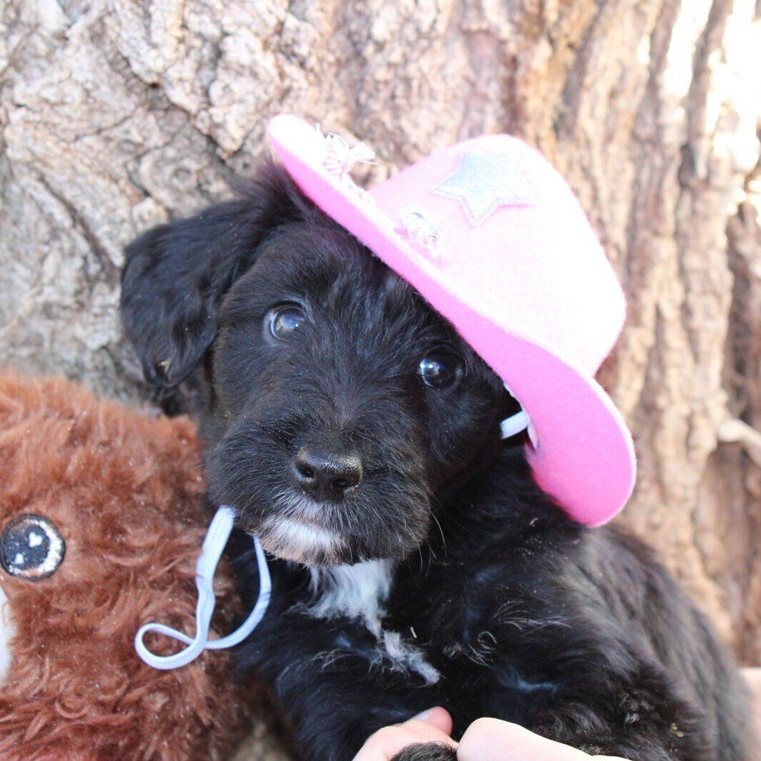 Black Beauties! Bordoodle puppies!