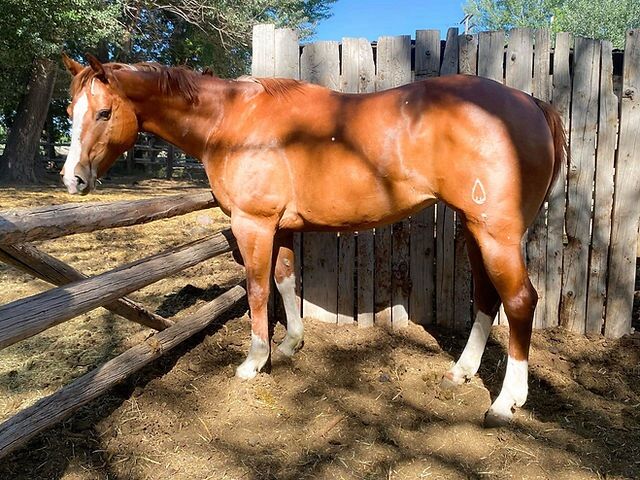 MISS EGO KISS, AQHA 2017 Sorrel Mare - Wiescamp