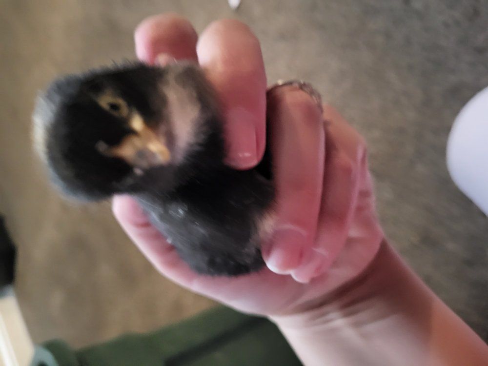 Chicks. barred rock crosses