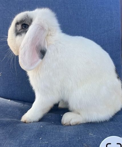 Adorable Holland Lop Buck