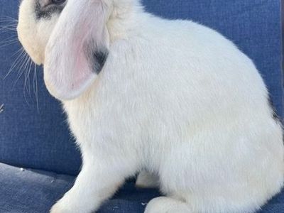 Adorable Holland Lop Buck