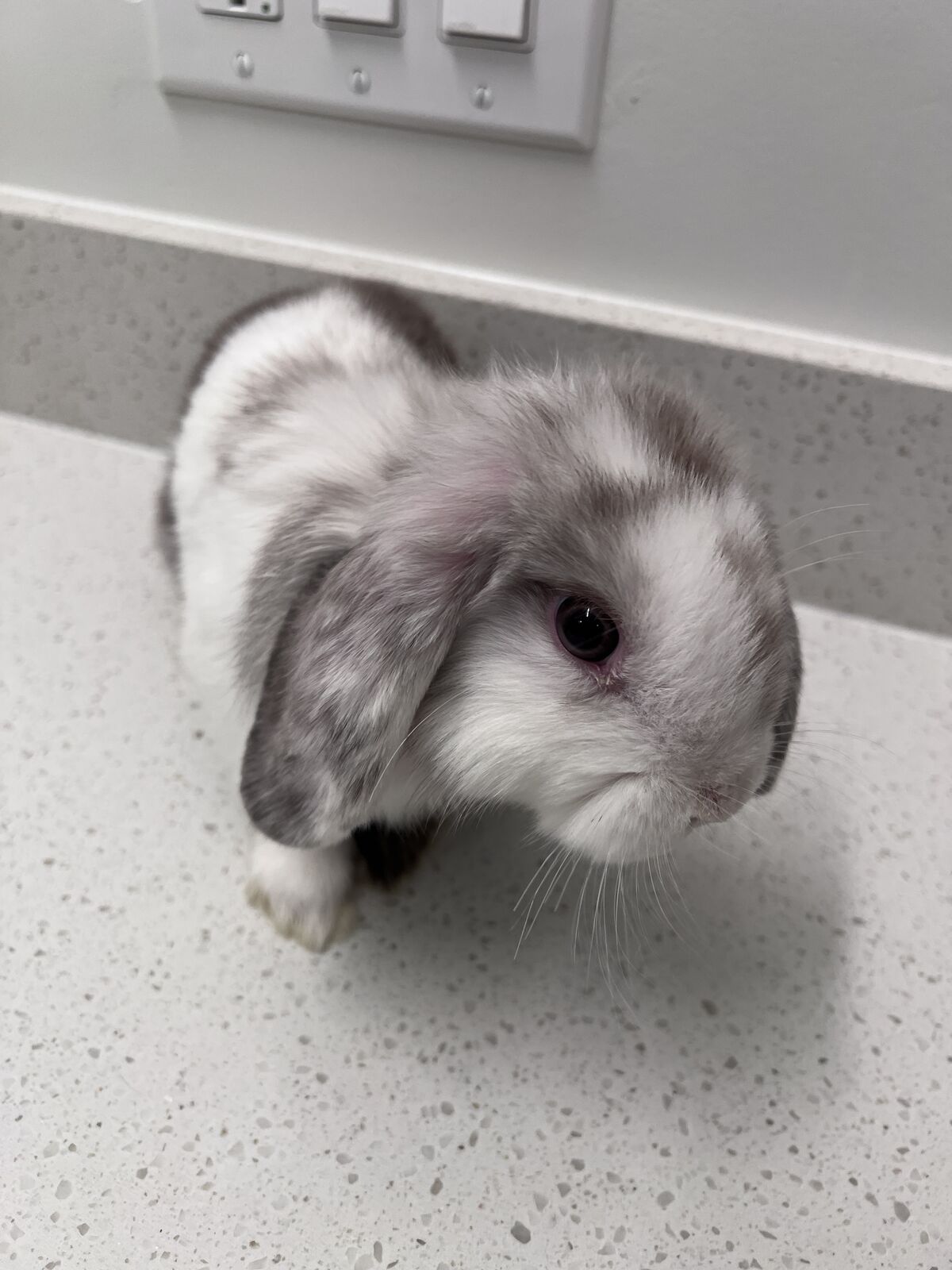 Chocolate Broken Magpie Holland Lop Doe
