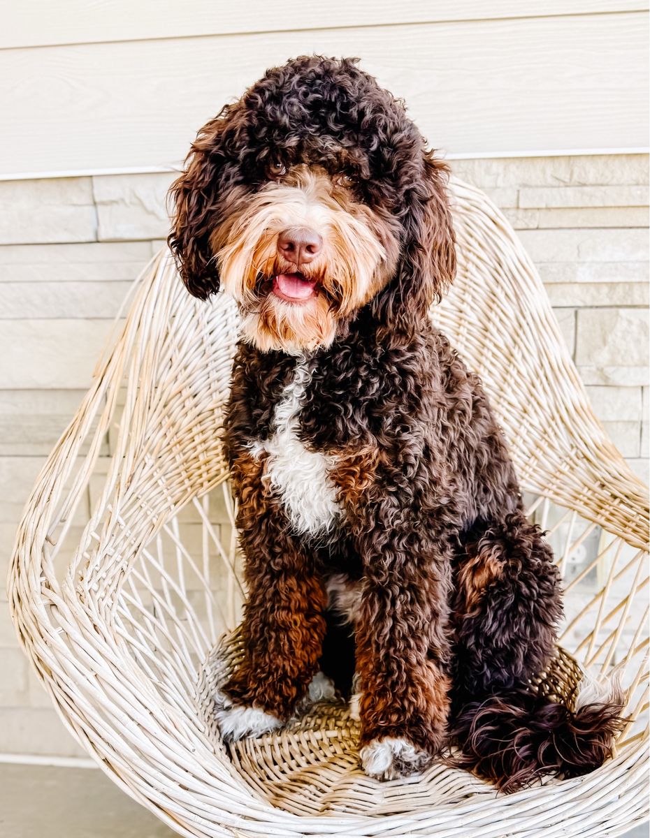 Fully Furnished Chocolate Tri Color Mini Bernedoodle