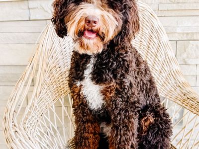 Fully Furnished Chocolate Tri Color Mini Bernedoodle