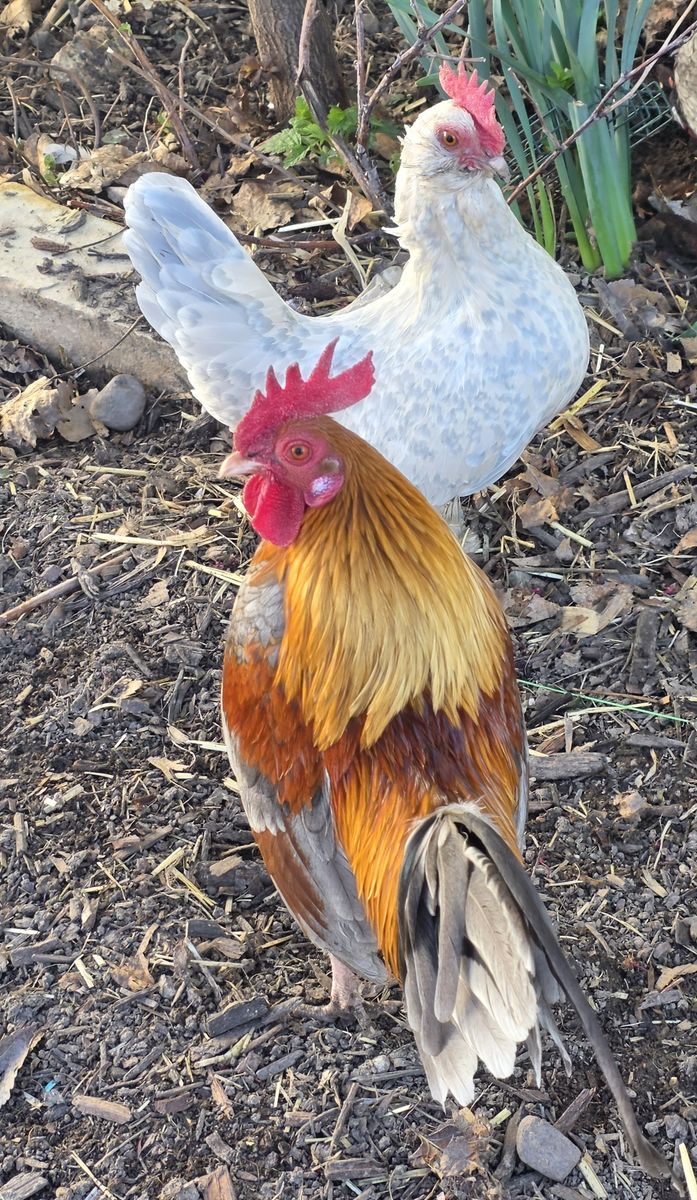 New home for bantam roo with his two ladies