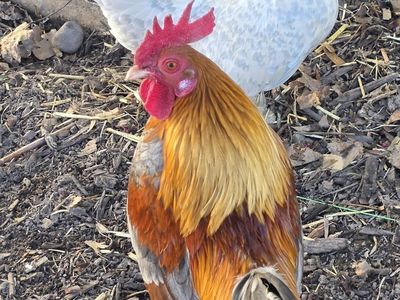 New home for bantam roo with his two ladies
