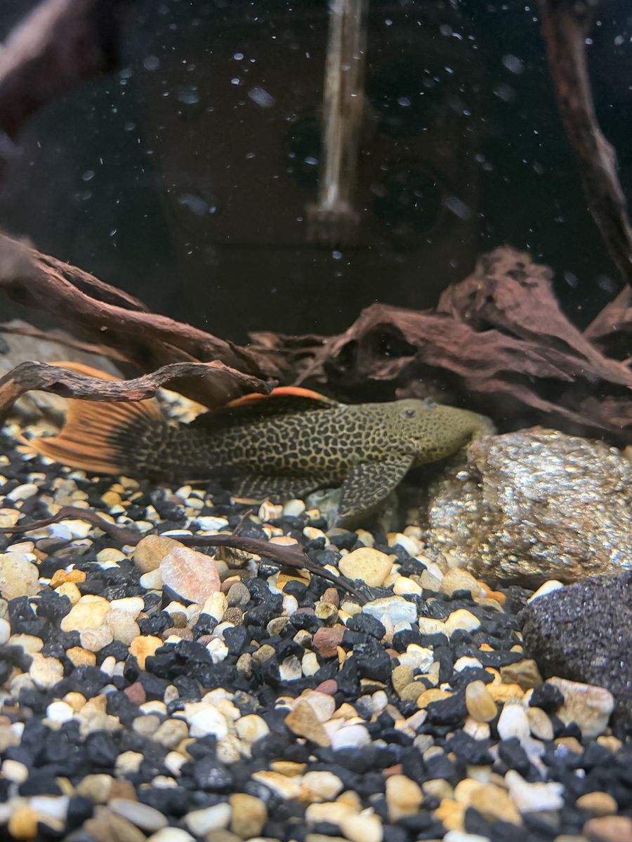 Leopard cactus pleco