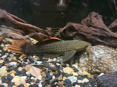 Leopard cactus pleco